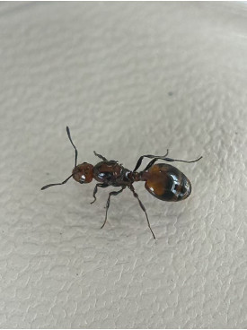 Chelaner Antarcticus ant queen in tube