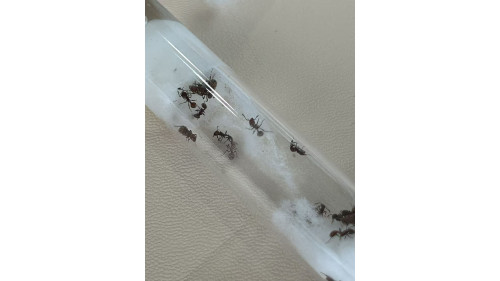 Chelaner Antarcticus ant queen ant with few workers in tube