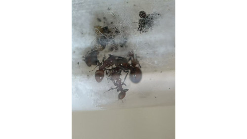 Chelaner Antarcticus ant queen ant with few workers in tube