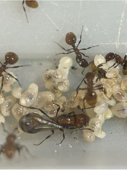 Chelaner Antarcticus ant queen ant with few workers in tube