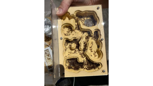 Chelaner Antarcticus ant colony in F5 farm (1000+ workers) super good colony
