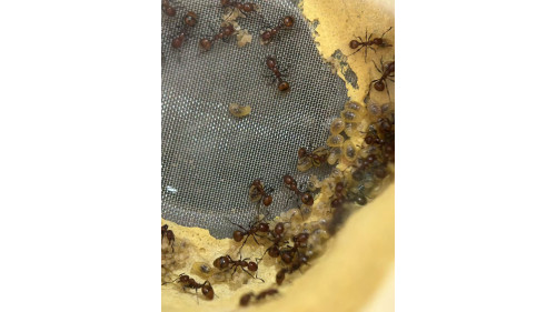 Chelaner Antarcticus ant colony in F5 farm (1000+ workers) super good colony