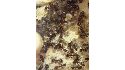 Chelaner Antarcticus ant colony in F5 farm (1000+ workers) super good colony