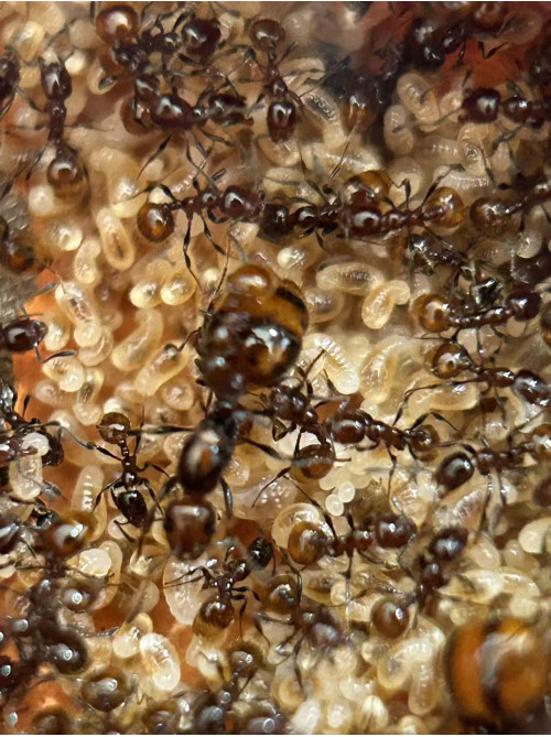 Chelaner Antarcticus ant colony in F5 farm (1000+ workers) super good colony
