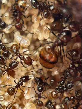 Chelaner Antarcticus ant colony in F5 farm (2000+ workers) super good colony