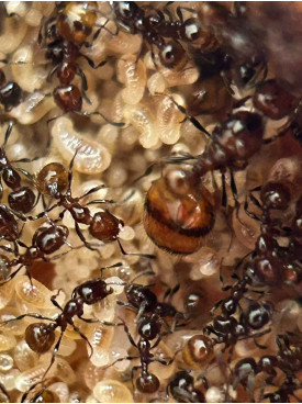 Chelaner Antarcticus ant colony in F5 farm (2000+ workers) super good colony