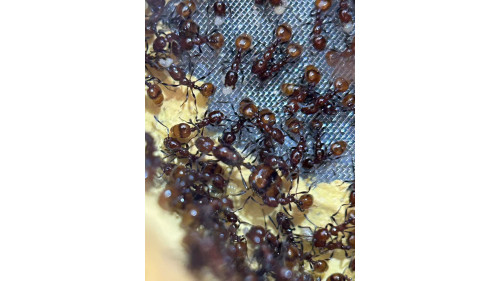 Chelaner Antarcticus ant colony in F5 farm (2000+ workers) super good colony Chelaner Antarcticus ant colony in F5 farm (2000+ workers) super good colony