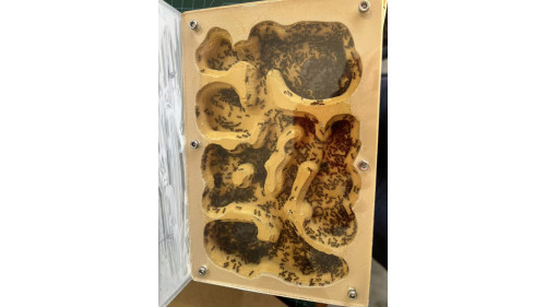 Chelaner Antarcticus ant colony in F5 farm (2000+ workers) super good colony Chelaner Antarcticus ant colony in F5 farm (2000+ workers) super good colony