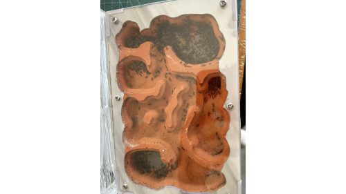 Chelaner Antarcticus double queens ant colony in F5 farm (800+ workers) super good colony Chelaner Antarcticus double queens ant colony in F5 farm (800+ workers) super good colony