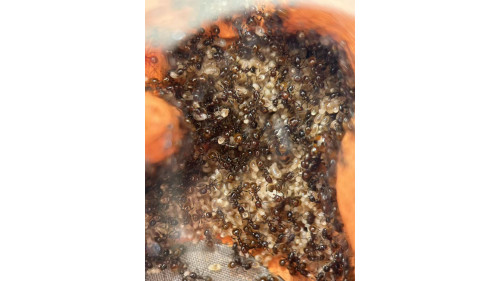 Chelaner Antarcticus double queens ant colony in F5 farm (800+ workers) super good colony Chelaner Antarcticus double queens ant colony in F5 farm (800+ workers) super good colony