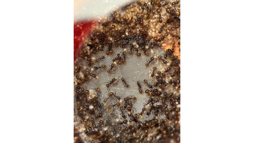Chelaner Antarcticus double queens ant colony in F5 farm (800+ workers) super good colony Chelaner Antarcticus double queens ant colony in F5 farm (800+ workers) super good colony