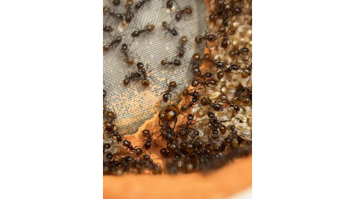 Chelaner Antarcticus double queens ant colony in F5 farm (800+ workers) super good colony Chelaner Antarcticus double queens ant colony in F5 farm (800+ workers) super good colony