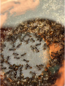 Chelaner Antarcticus double queens ant colony in F5 farm (800+ workers) super good colony