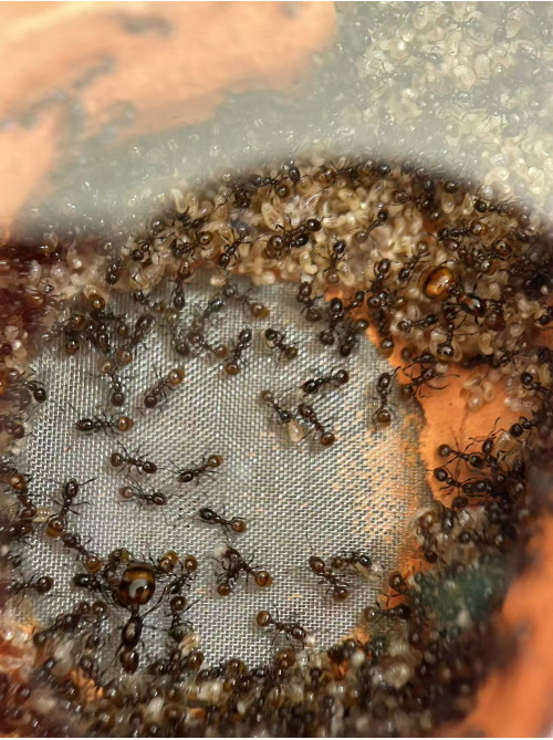 Chelaner Antarcticus double queens ant colony in F5 farm (800+ workers) super good colony Chelaner Antarcticus double queens ant colony in F5 farm (800+ workers) super good colony