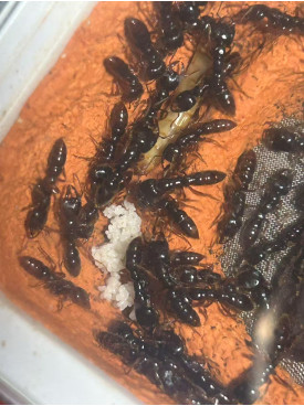Dracula Large 100+ gamergate colony in F2 cement (plaster) ant farm