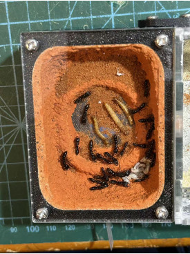 Dracula ant colony( 1 queen with 20+ workers and lavar) in F1 full set