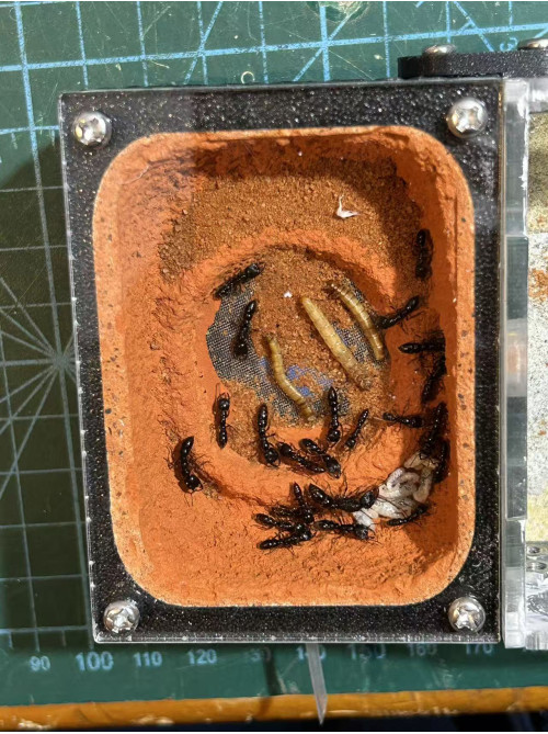 Dracula ant colony( 1 queen with 20+ workers and lavar) in F1 full set