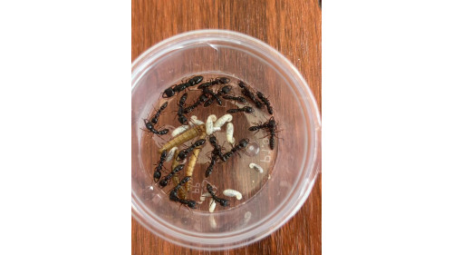 Dracula ant colony( 1 queen with 20+ workers and lavar) in F1 full set