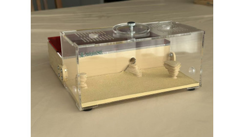 Chelaner Antarcticus ant colony in F5 farm (1000+ workers) super good colony