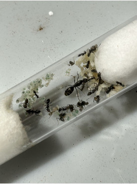 Iridomyrmex suchieri queen with 10+workers