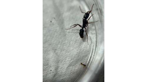 Mayriella abstinens ant colony in T1 ants farm with food