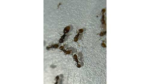 Mayriella abstinens queen with 50+ (self mutil queen species, mini red color)