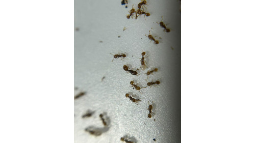 Mayriella abstinens queen with 50+ (self mutil queen species, mini red color)