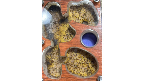 Mayriella abstinens queen with 50+ (self mutil queen species, mini red color)