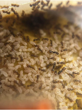 Mayriella abstinens queen with 50+ (self mutil queen species, mini red color)