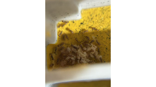 Mayriella abstinens ant colony in T1 ants farm with food