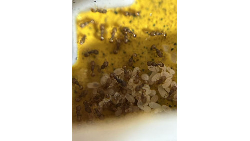 Mayriella abstinens ant colony in T1 ants farm with food