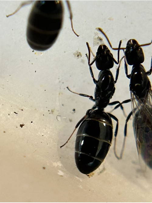 Ochetellus glaber ant Queen in tube