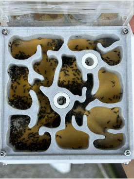 Nylanderia super good coloy 500+ colony + W3 farm + living area ( expandable farm)