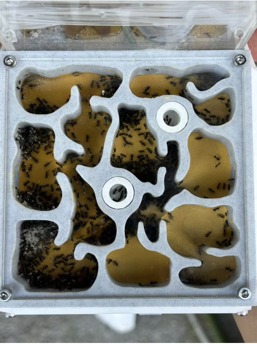 Nylanderia super good coloy 500+ colony + W3 farm + living area ( expandable farm)