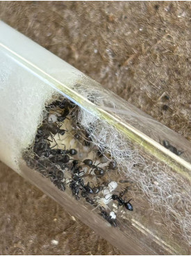 Nylanderia ant Queen with 50+ workers and eggs in tube