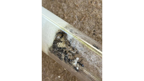T1 farm set with Nylanderia ant colony queen with 50+ workers
