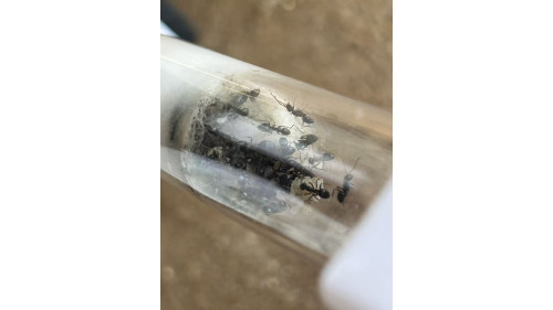 Nylanderia ant Queen with 50+ workers and eggs in tube