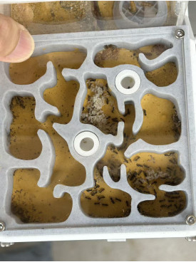 Nylanderia super good coloy 100+ colony + W3 farm + living area ( expandable farm)