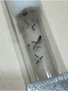 Ochetellus glaber ant colony Queen with 10+ workers in tube