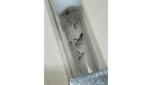 T1 farm set with Ochetellus glaber colony queen with 10+ workers