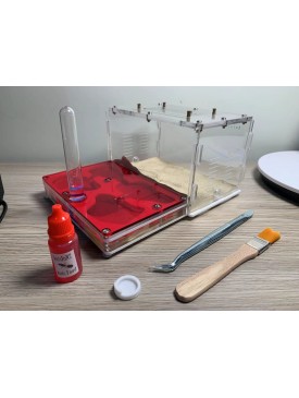 Big head Ants colony (5 queens) with P2 ant farm