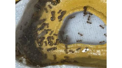 Big head ant colony in P1 white ants farm with food