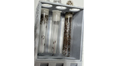 T2 Farm Test Tube Ant Nest (190×65×45mm) Desert Sand color T2 Farm Test Tube Ant Nest (190×65×45mm) Desert Sand color