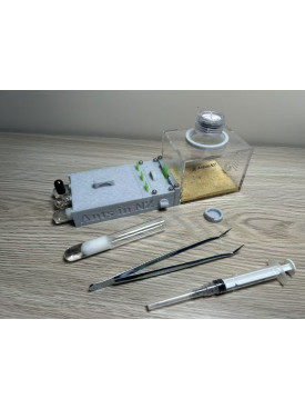 Mayriella abstinens ant colony in T1 ants farm with food