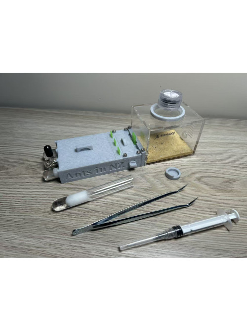 Mayriella abstinens ant colony in T1 ants farm with food