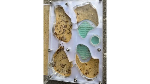 Tetramorium bicarinatum colony in P2 farm