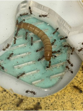 Tetramorium bicarinatum queen + 100+ workers colony in Tube