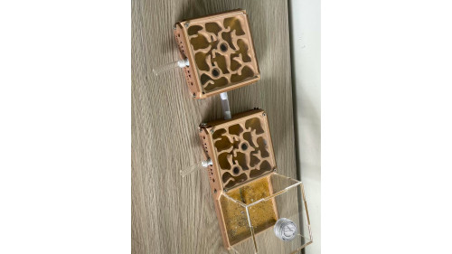 Huberia striata colony with 2 queens and 200+ workers, lots lots of eggs in W3 farm set