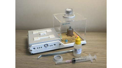 big head large colony  in W3 farm