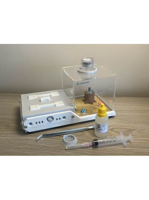 Huberia striata colony with 2 queens and 200+ workers, lots lots of eggs in W3 farm set